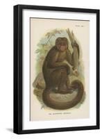 The Bonnetted Capuchin-null-Framed Giclee Print