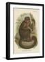 The Bonnetted Capuchin-null-Framed Giclee Print