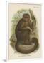 The Bonnetted Capuchin-null-Framed Giclee Print