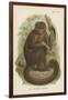 The Bonnetted Capuchin-null-Framed Giclee Print