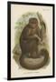 The Bonnetted Capuchin-null-Framed Giclee Print