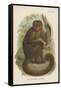 The Bonnetted Capuchin-null-Framed Stretched Canvas