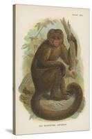 The Bonnetted Capuchin-null-Stretched Canvas