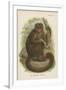 The Bonnetted Capuchin-null-Framed Giclee Print