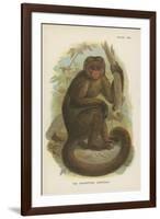 The Bonnetted Capuchin-null-Framed Giclee Print