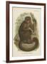 The Bonnetted Capuchin-null-Framed Giclee Print