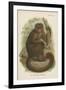 The Bonnetted Capuchin-null-Framed Giclee Print