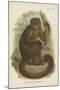 The Bonnetted Capuchin-null-Mounted Giclee Print