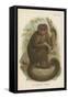 The Bonnetted Capuchin-null-Framed Stretched Canvas