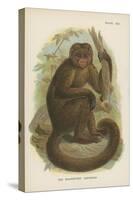 The Bonnetted Capuchin-null-Stretched Canvas