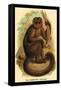 The Bonnetted Capuchin-G.r. Waterhouse-Framed Stretched Canvas