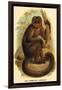 The Bonnetted Capuchin-G.r. Waterhouse-Framed Art Print