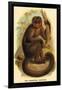 The Bonnetted Capuchin-G.r. Waterhouse-Framed Art Print