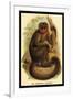The Bonnetted Capuchin-G.r. Waterhouse-Framed Art Print