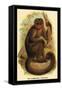 The Bonnetted Capuchin-G.r. Waterhouse-Framed Stretched Canvas