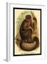 The Bonnetted Capuchin-G.r. Waterhouse-Framed Art Print