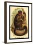 The Bonnetted Capuchin-G.r. Waterhouse-Framed Art Print