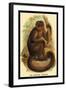 The Bonnetted Capuchin-G.r. Waterhouse-Framed Art Print