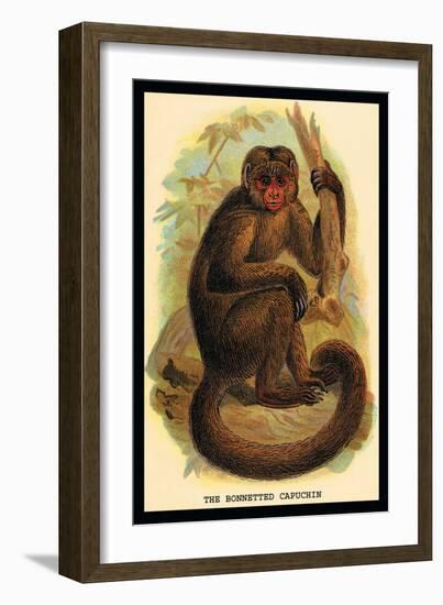 The Bonnetted Capuchin-G.r. Waterhouse-Framed Art Print