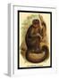 The Bonnetted Capuchin-G.r. Waterhouse-Framed Art Print