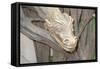 The Bonze Dragon-Jason Pierce-Framed Stretched Canvas