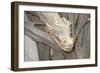 The Bonze Dragon-Jason Pierce-Framed Art Print