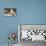 The Bookkeepers, Cats on Desk-null-Stretched Canvas displayed on a wall