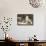 The Bookkeepers, Cats on Desk-null-Framed Stretched Canvas displayed on a wall