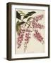 The Botanical Cabinet, Consisting of Coloured Delineations of Plants from All Countries-Conrad Loddiges-Framed Giclee Print