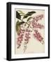 The Botanical Cabinet, Consisting of Coloured Delineations of Plants from All Countries-Conrad Loddiges-Framed Giclee Print