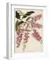 The Botanical Cabinet, Consisting of Coloured Delineations of Plants from All Countries-Conrad Loddiges-Framed Giclee Print