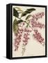 The Botanical Cabinet, Consisting of Coloured Delineations of Plants from All Countries-Conrad Loddiges-Framed Stretched Canvas