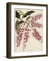 The Botanical Cabinet, Consisting of Coloured Delineations of Plants from All Countries-Conrad Loddiges-Framed Giclee Print