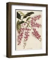 The Botanical Cabinet, Consisting of Coloured Delineations of Plants from All Countries-Conrad Loddiges-Framed Giclee Print