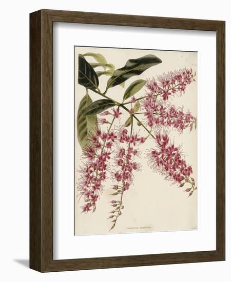 The Botanical Cabinet, Consisting of Coloured Delineations of Plants from All Countries-Conrad Loddiges-Framed Giclee Print