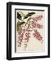 The Botanical Cabinet, Consisting of Coloured Delineations of Plants from All Countries-Conrad Loddiges-Framed Giclee Print