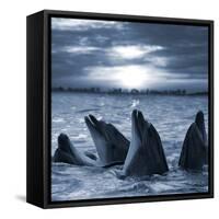 The Bottle-Nosed Dolphins In Sunset Light-sad444-Framed Stretched Canvas