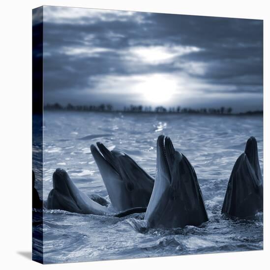 The Bottle-Nosed Dolphins In Sunset Light-sad444-Stretched Canvas