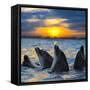 The Bottle-Nosed Dolphins in Sunset Light-sad444-Framed Stretched Canvas