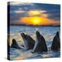 The Bottle-Nosed Dolphins in Sunset Light-sad444-Stretched Canvas