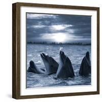 The Bottle-Nosed Dolphins In Sunset Light-sad444-Framed Photographic Print