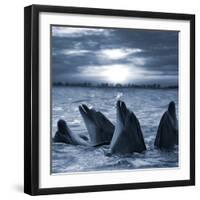 The Bottle-Nosed Dolphins In Sunset Light-sad444-Framed Photographic Print