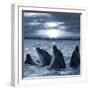 The Bottle-Nosed Dolphins In Sunset Light-sad444-Framed Photographic Print