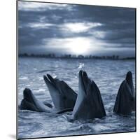 The Bottle-Nosed Dolphins In Sunset Light-sad444-Mounted Photographic Print