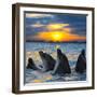 The Bottle-Nosed Dolphins in Sunset Light-sad444-Framed Photographic Print