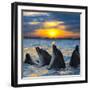 The Bottle-Nosed Dolphins in Sunset Light-sad444-Framed Photographic Print