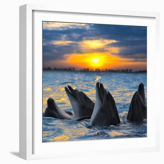 The Bottle-Nosed Dolphins in Sunset Light-sad444-Framed Photographic Print