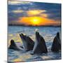 The Bottle-Nosed Dolphins in Sunset Light-sad444-Mounted Photographic Print