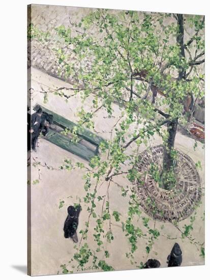 The Boulevard Viewed from Above, 1880-Gustave Caillebotte-Stretched Canvas