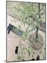 The Boulevard Viewed from Above, 1880-Gustave Caillebotte-Mounted Giclee Print